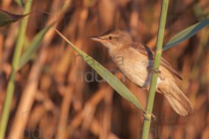 Foto di Cannareccione (Acrocephalus arundinaceus)