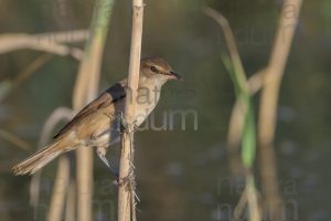 Foto di Cannareccione (Acrocephalus arundinaceus)