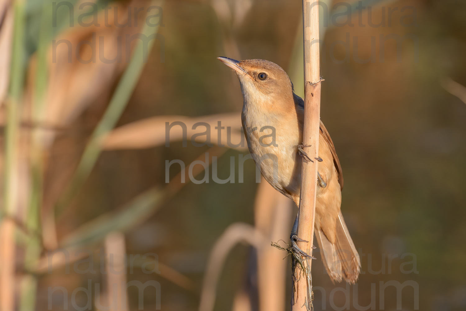 Foto di Cannareccione (Acrocephalus arundinaceus)