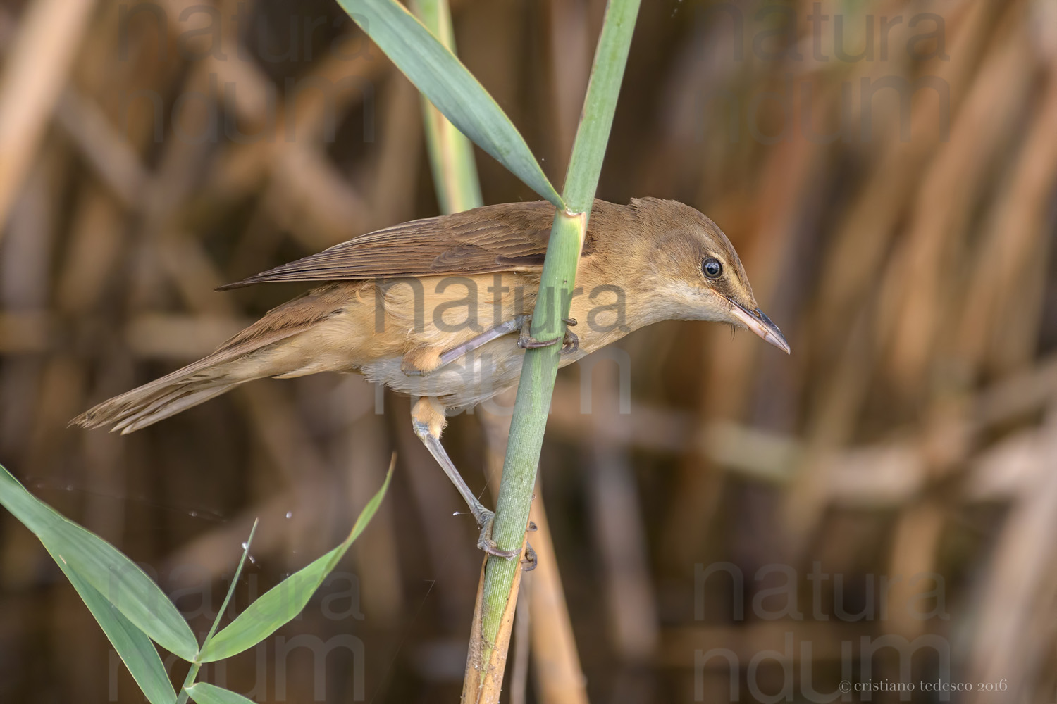 Foto di Cannareccione (Acrocephalus arundinaceus)