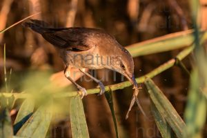 Foto di Cannareccione (Acrocephalus arundinaceus)