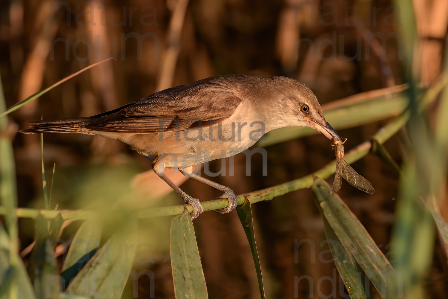 Foto di Cannareccione (Acrocephalus arundinaceus)