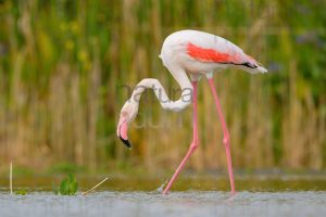 Foto di Fenicottero rosa (Phoenicopterus roseus)