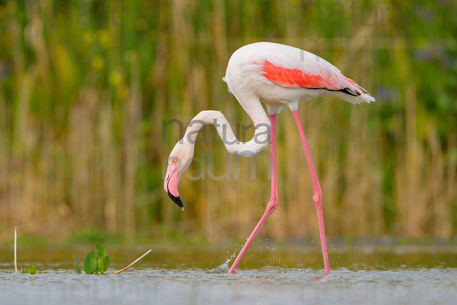 Photos of Greater Flamingo (Phoenicopterus roseus)