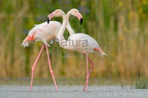 Foto di Fenicottero rosa (Phoenicopterus roseus)