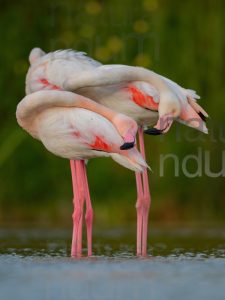 Foto di Fenicottero rosa (Phoenicopterus roseus)