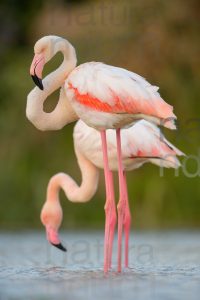 Foto di Fenicottero rosa (Phoenicopterus roseus)