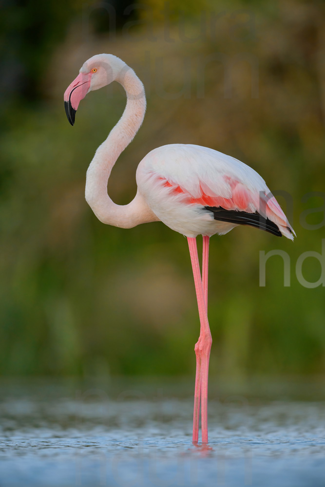 Foto di Fenicottero rosa (Phoenicopterus roseus)