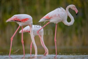 Photos of Greater Flamingo (Phoenicopterus roseus)