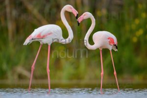 Photos of Greater Flamingo (Phoenicopterus roseus)