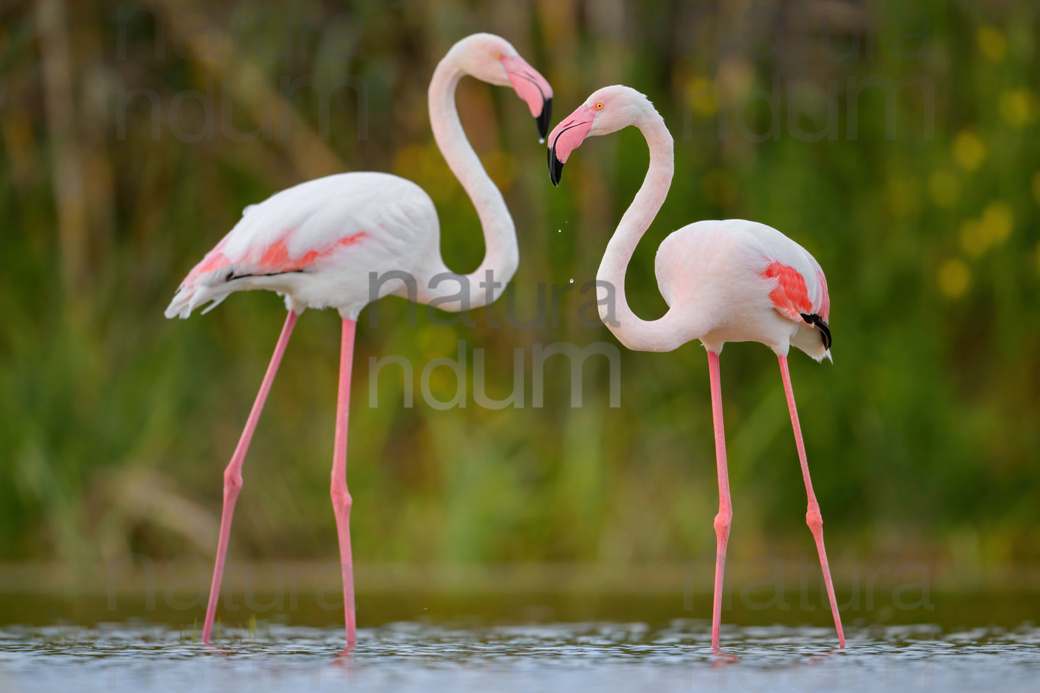 Foto di Fenicottero rosa (Phoenicopterus roseus)