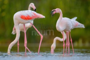 Photos of Greater Flamingo (Phoenicopterus roseus)