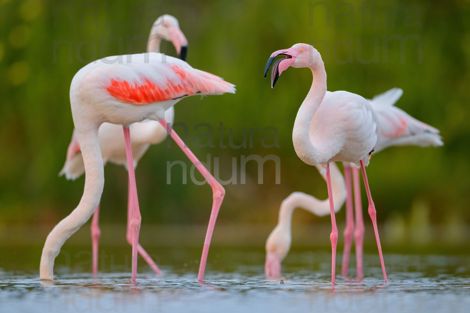 Foto di Fenicottero rosa (Phoenicopterus roseus)