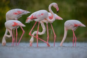 Foto di Fenicottero rosa (Phoenicopterus roseus)