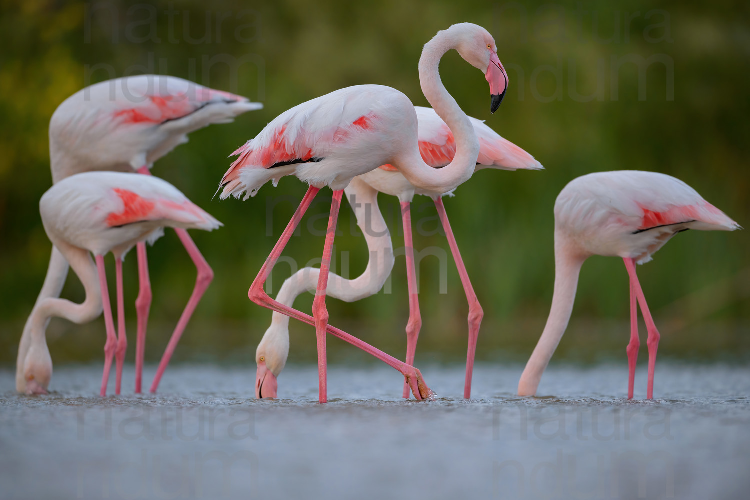 Foto di Fenicottero rosa (Phoenicopterus roseus)