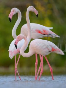 Foto di Fenicottero rosa (Phoenicopterus roseus)