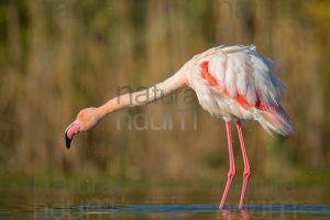 Foto di Fenicottero rosa (Phoenicopterus roseus)