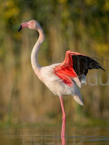 Foto di Fenicottero rosa (Phoenicopterus roseus)