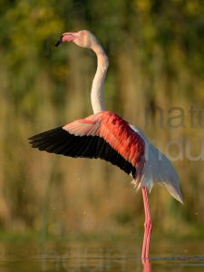 Foto di Fenicottero rosa (Phoenicopterus roseus)