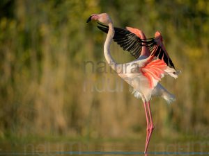 Photos of Greater Flamingo (Phoenicopterus roseus)