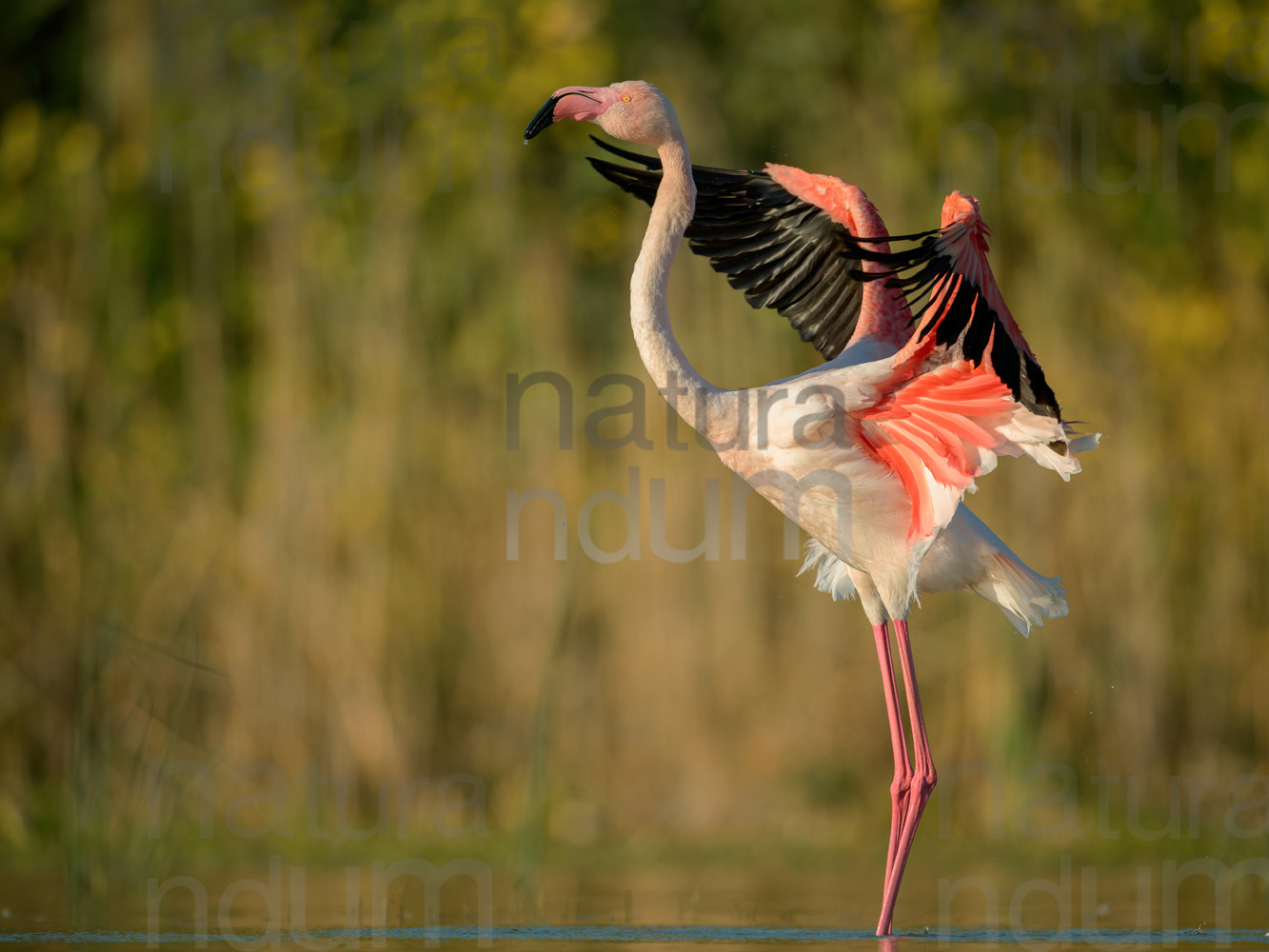 Photos of Greater Flamingo (Phoenicopterus roseus)