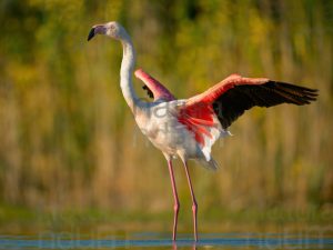 Foto di Fenicottero rosa (Phoenicopterus roseus)