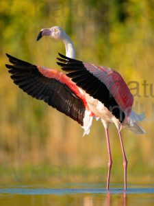 Photos of Greater Flamingo (Phoenicopterus roseus)