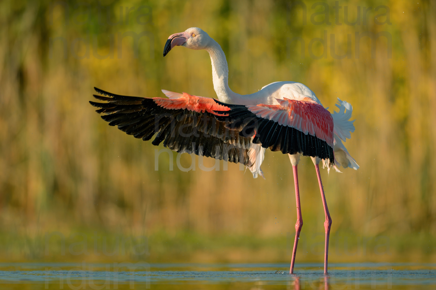 Photos of Greater Flamingo (Phoenicopterus roseus)