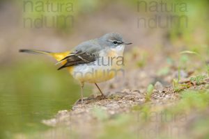 Photos of Grey Wagtail (Motacilla cinerea)