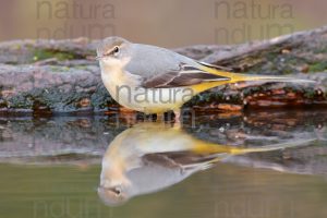 Photos of Grey Wagtail (Motacilla cinerea)