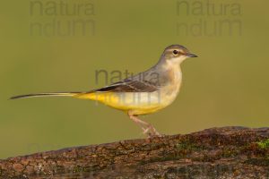 Photos of Grey Wagtail (Motacilla cinerea)