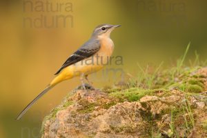 Photos of Grey Wagtail (Motacilla cinerea)