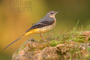 Foto di Ballerina gialla (Motacilla cinerea)