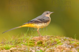 Photos of Grey Wagtail (Motacilla cinerea)