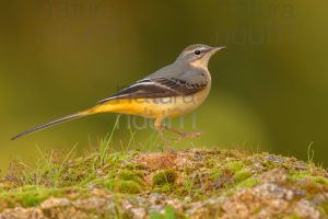 Foto di Ballerina gialla (Motacilla cinerea)