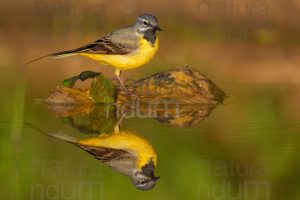 Foto di Ballerina gialla (Motacilla cinerea)