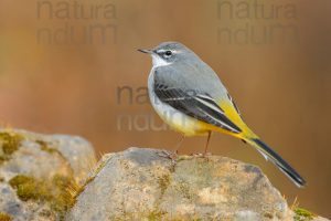 Foto di Ballerina gialla (Motacilla cinerea)