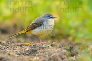 Foto di Ballerina gialla (Motacilla cinerea)