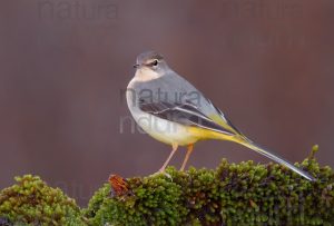 Foto di Ballerina gialla (Motacilla cinerea)