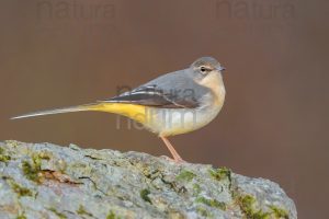 Photos of Grey Wagtail (Motacilla cinerea)