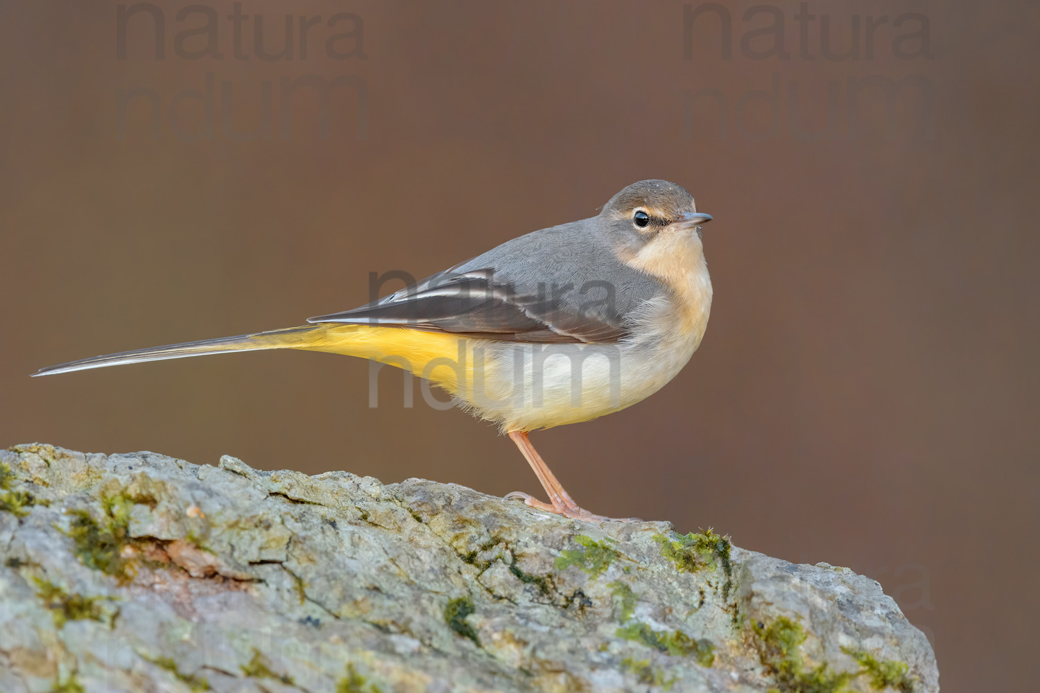 Foto di Ballerina gialla (Motacilla cinerea)