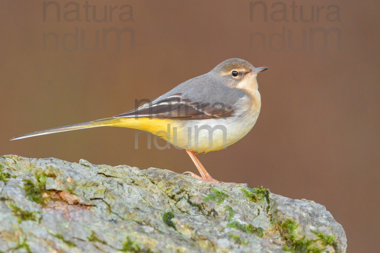 Photos of Grey Wagtail (Motacilla cinerea)