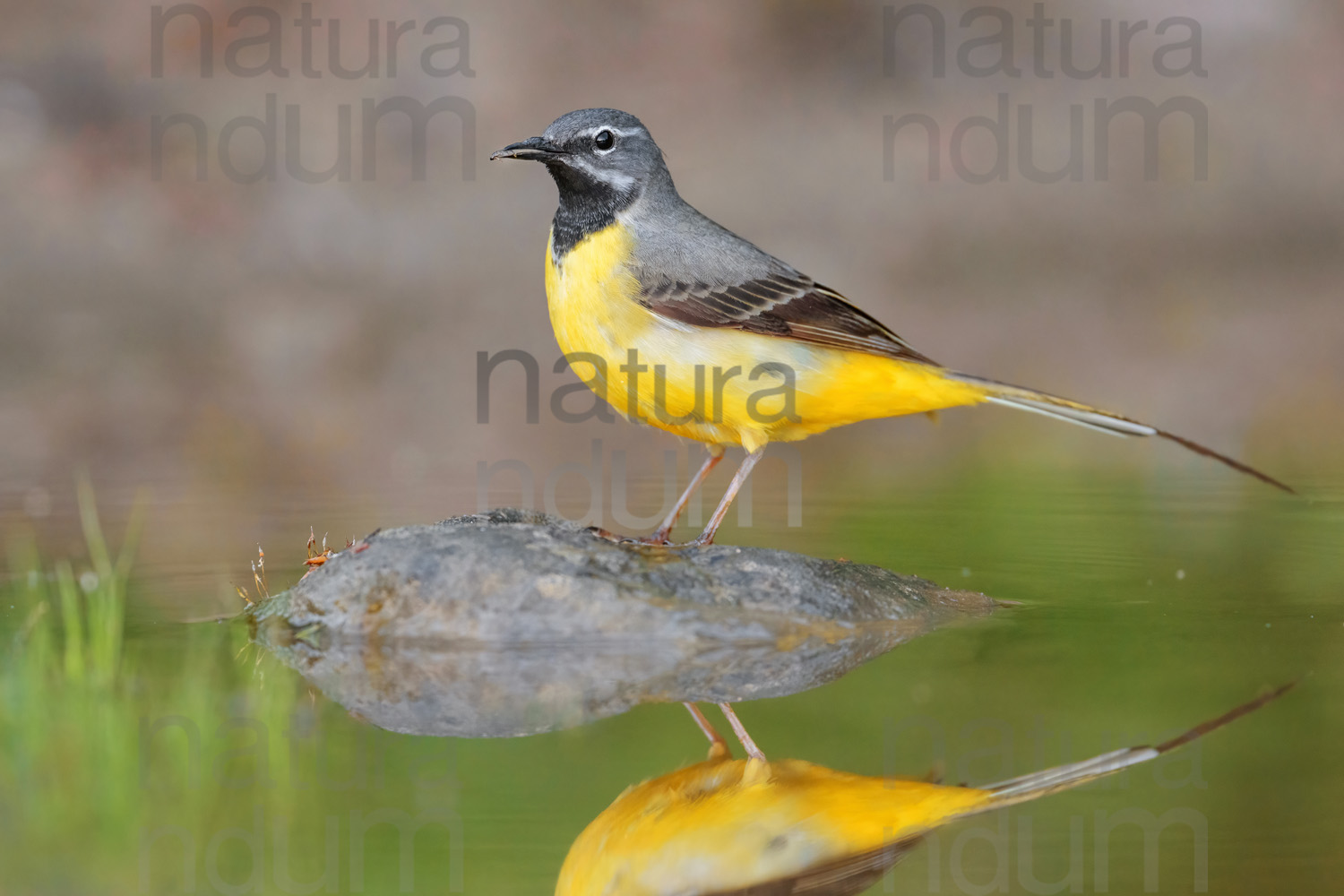 Photos of Grey Wagtail (Motacilla cinerea)