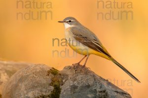 Foto di Ballerina gialla (Motacilla cinerea)