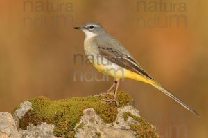 Foto di Ballerina gialla (Motacilla cinerea)