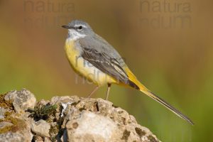 Photos of Grey Wagtail (Motacilla cinerea)