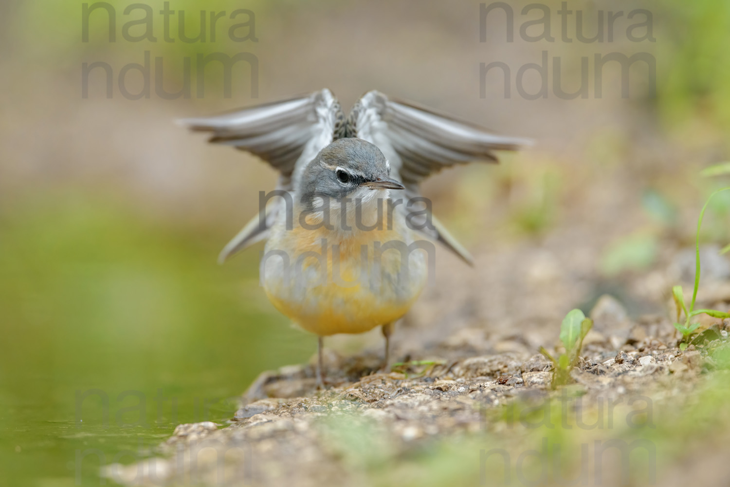 Photos of Grey Wagtail (Motacilla cinerea)