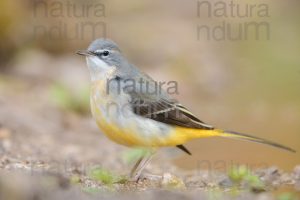 Photos of Grey Wagtail (Motacilla cinerea)