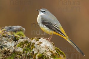 Foto di Ballerina gialla (Motacilla cinerea)