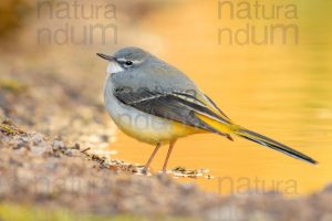 Foto di Ballerina gialla (Motacilla cinerea)